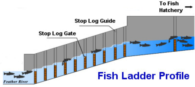 The weir was removed for a fish ladder