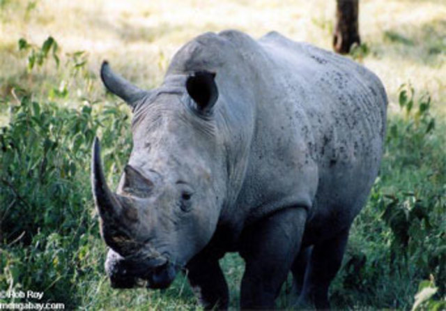 The West African Black Rhinoceros was declared extinct