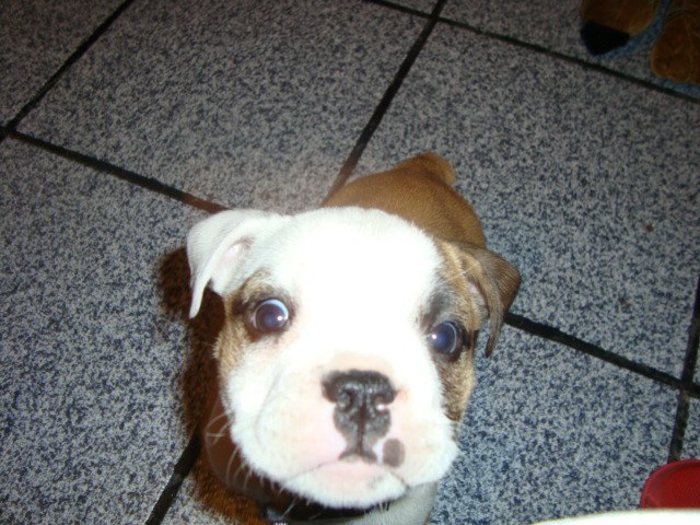 Compré mi primer mascota como adulta