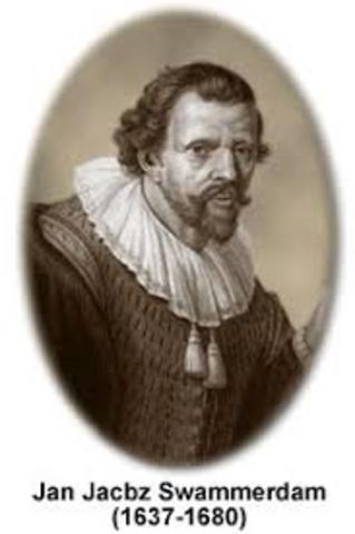 Jan Swammerdam (Preformista)