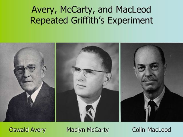 Oswald Avery Colin Macleod y Maclyn McCarty