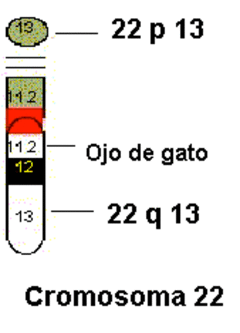 Cromosoma 22