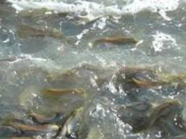 Recognising Fish Migration