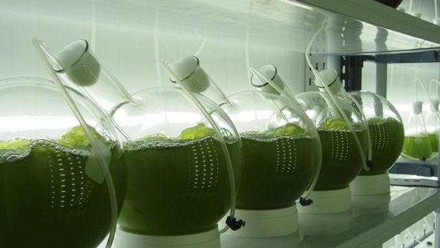 Algae fuel