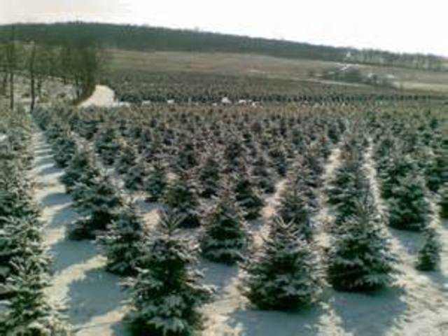 I Get Lost At A Tree Farm