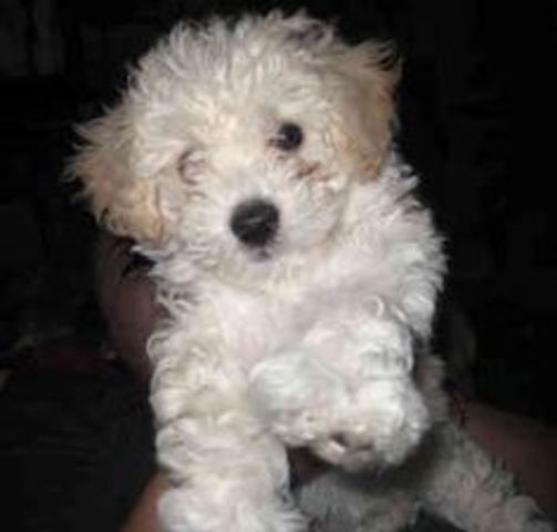 I Got my dog, Biscuit