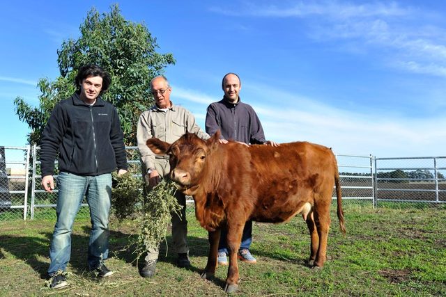 Genetically modified animals