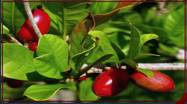 Miraculous strawberry