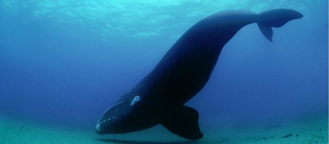 avistaje de ballenas