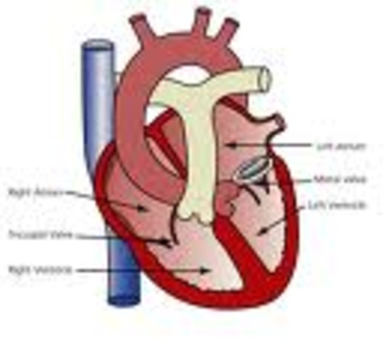Artificial heart valve developed