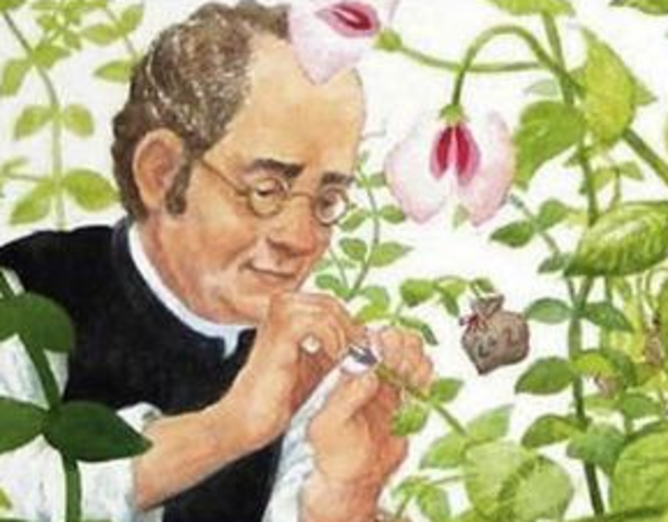 Padre De La Genética