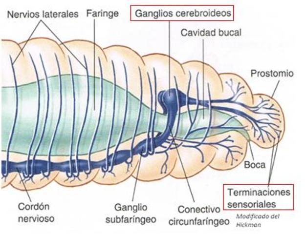 Primera organización nerviosa
