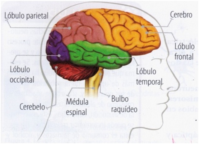 Sistema nervioso central