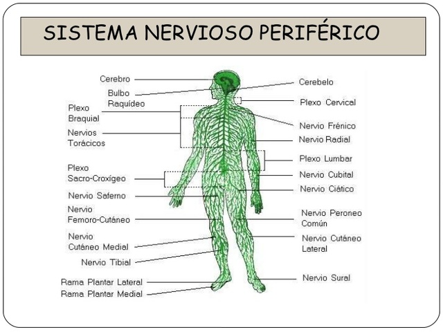 Sistema nervioso periférico