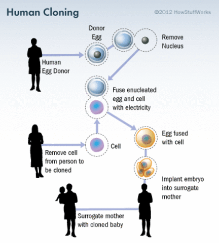 Can Humans Be Cloned?