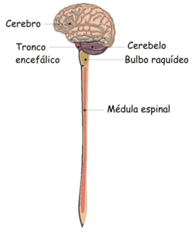 Encéfalo (Primer cerebro)
