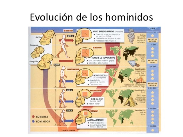 Hominidos