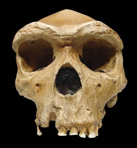 Homo Heidelbergensis