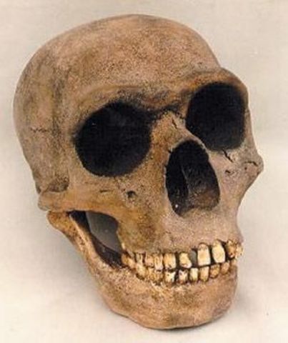 Homo neanderthalensis