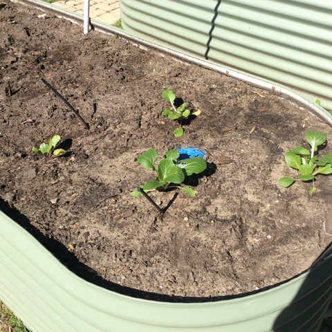 Bok choy week 7