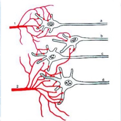 El surgimiento de la primera agrupación neuronal.
