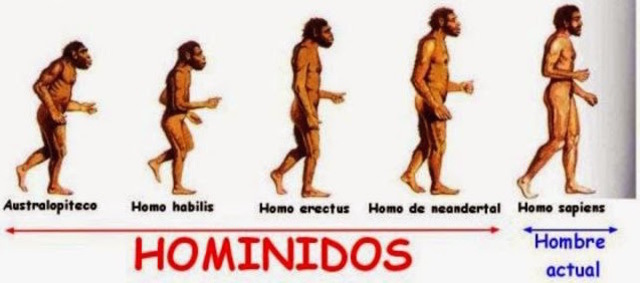 El surgimiento de los homínidos
