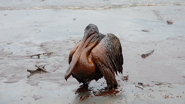 BP oil spill