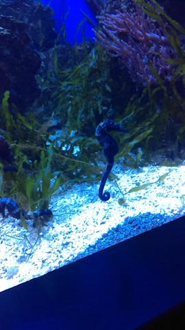 Ripley's Believe it or Not Aquarium