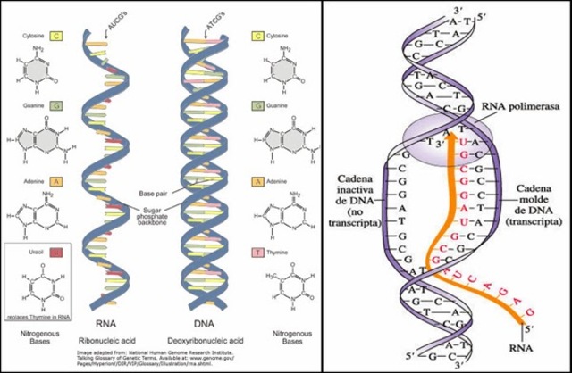 Severo Ochoa y Arthur Kornberg