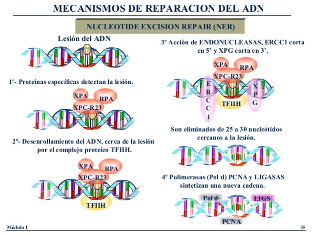 Lindahl, Modrick y Sancar