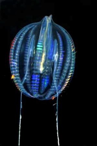 Sistema nervioso (900 millones de años A.C)