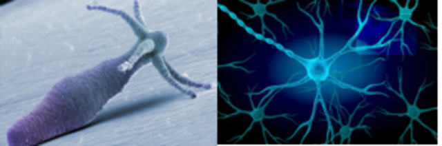 Primera neurona (850 millones de años A.C)