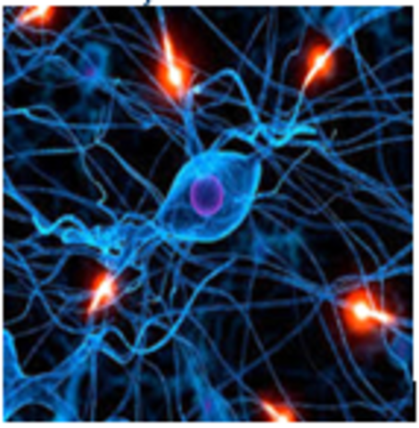 Agrupación neuronal (770 millones de años)