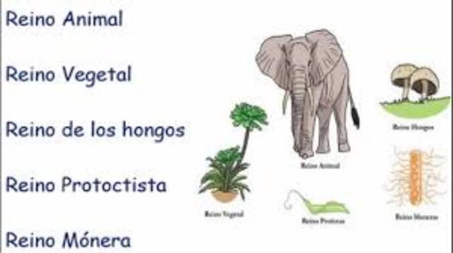 Clasificación de los seres vivos en  reinos