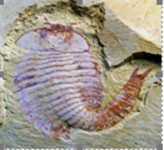 Primer cerebro (500 millones de años)