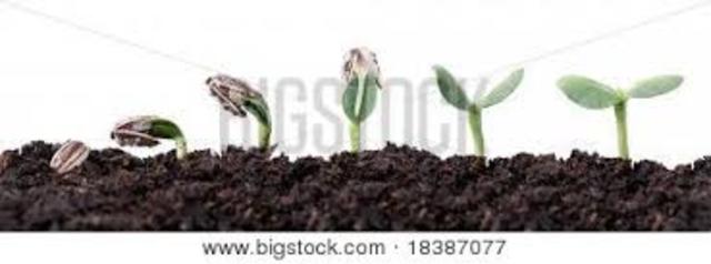 germinación