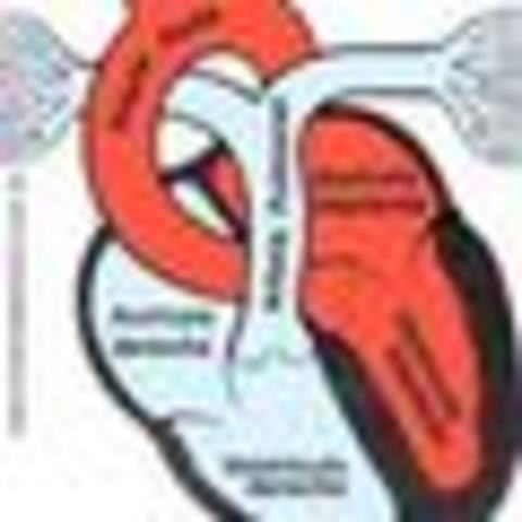 La circulación de la sangre