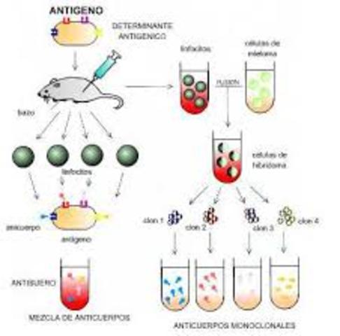 Anticuerpo monoclonal