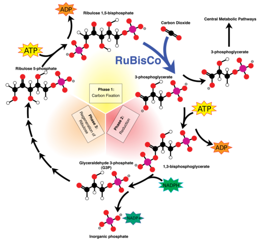 Ciclo de Calvin Benson