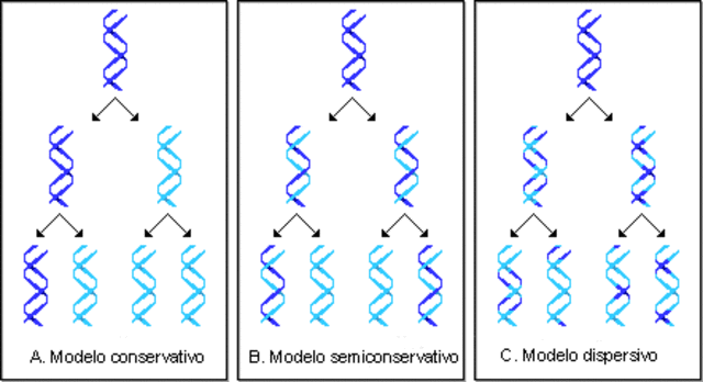 Replicación del ADN