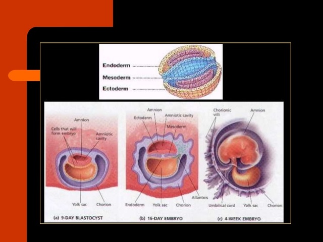 Período Embrionario