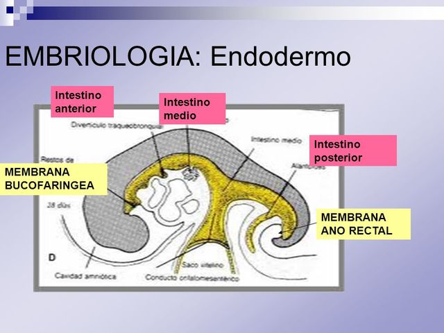 Endodermo