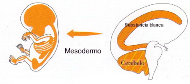 Mesodermo