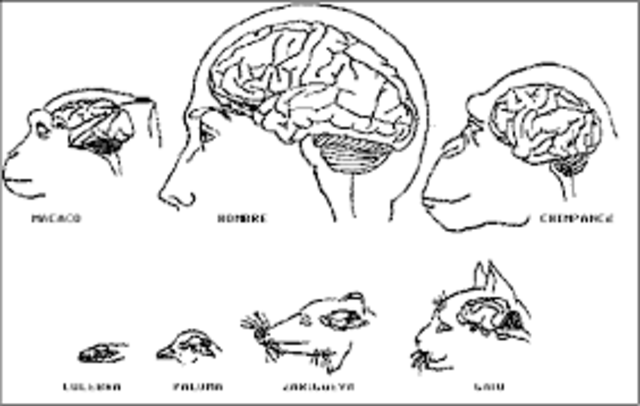 Primer Cerebro (500 millones de años)