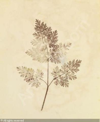 La fotografía a la impresión