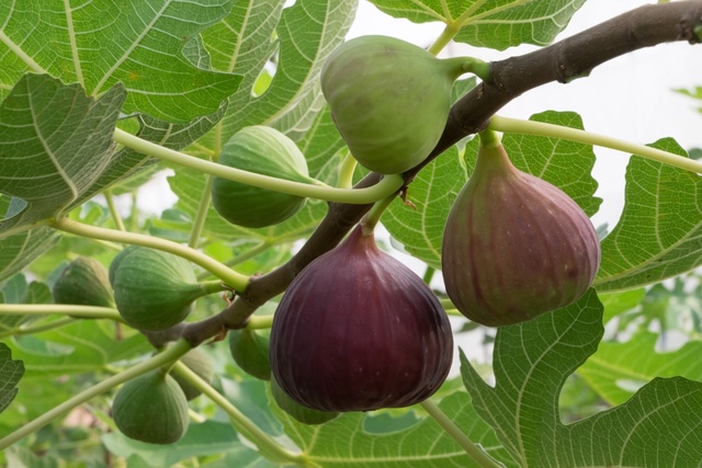 Fig Trees