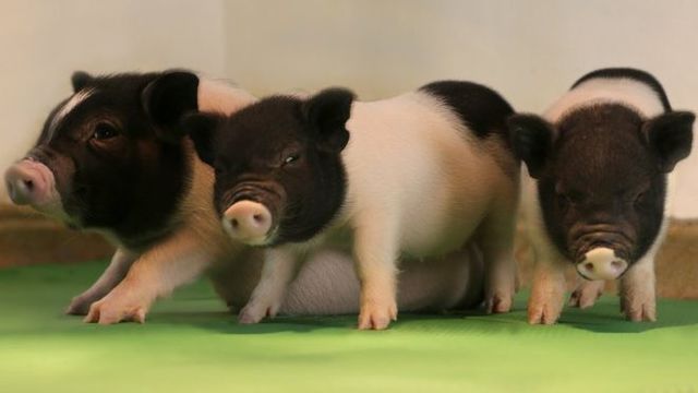 GM pigs are potential organ donors