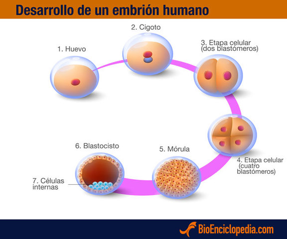 Etapa Germinal [0 - 2 Semanas]