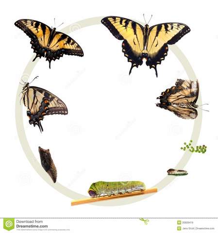 CICLO DE VIDA DE UNA MARIPOSA