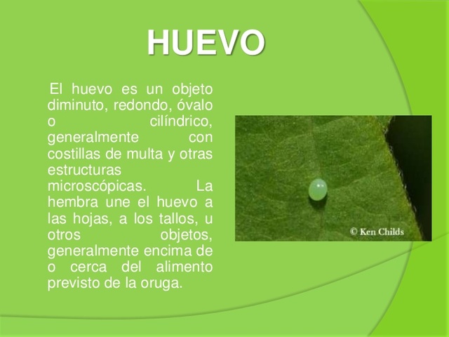 PRIMERA ETAPA EL HUEVO